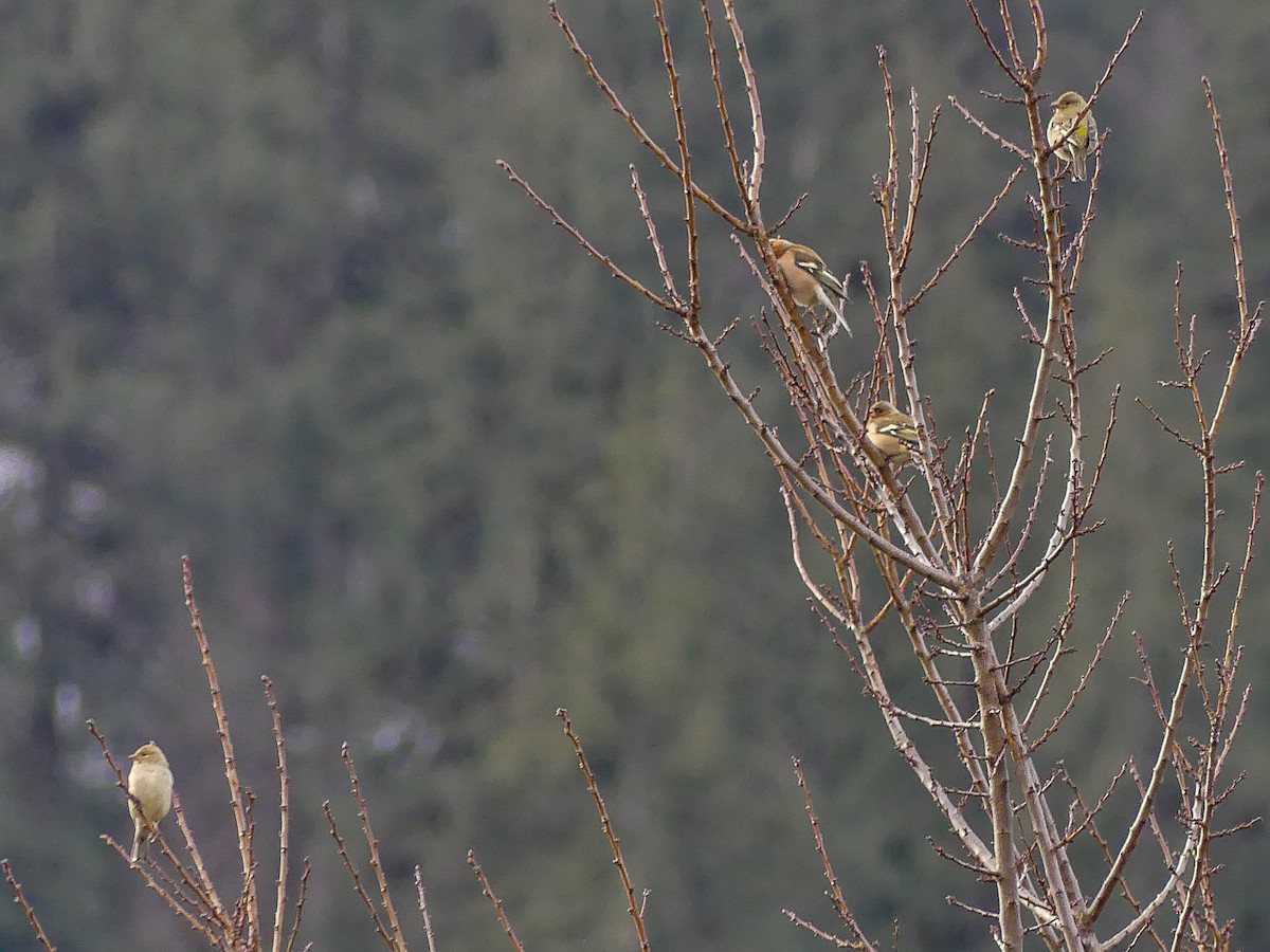 Common Chaffinch - ML140912771