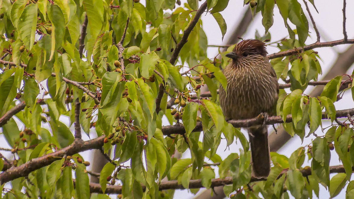 Striated Laughingthrush - ML140912781