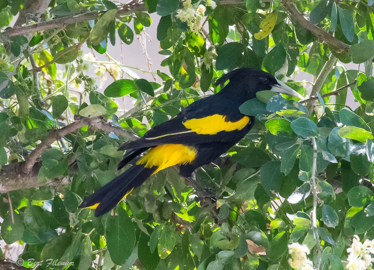 Yellow-winged Cacique - ML140913031