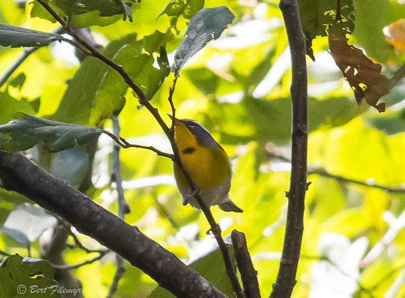 Crescent-chested Warbler - ML140913341