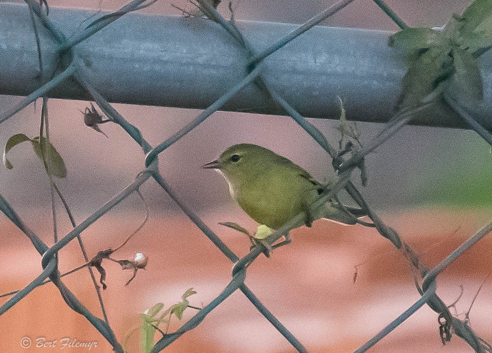 Orange-crowned Warbler - ML140913451