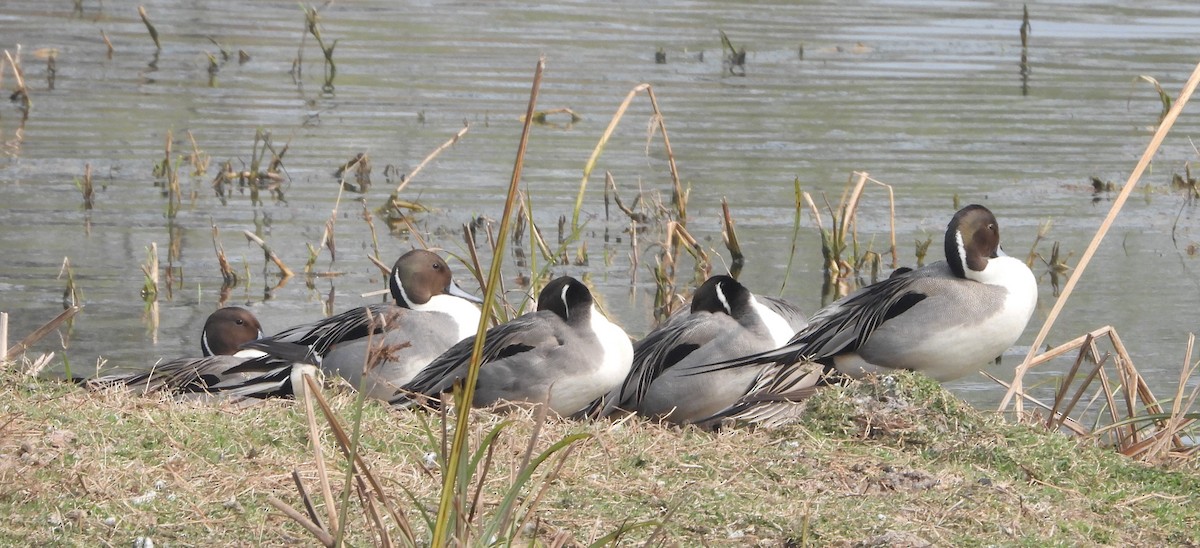 Northern Pintail - ML140913731