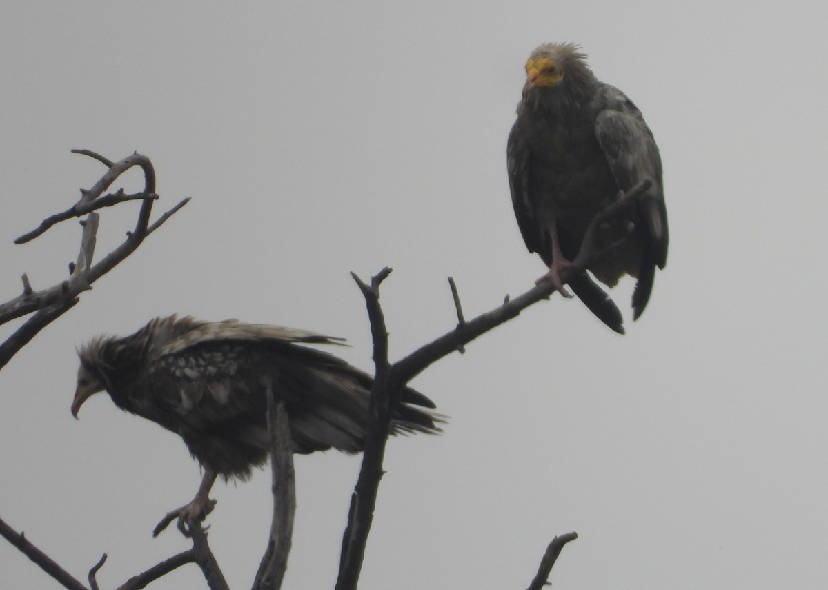 Egyptian Vulture - ML140913841