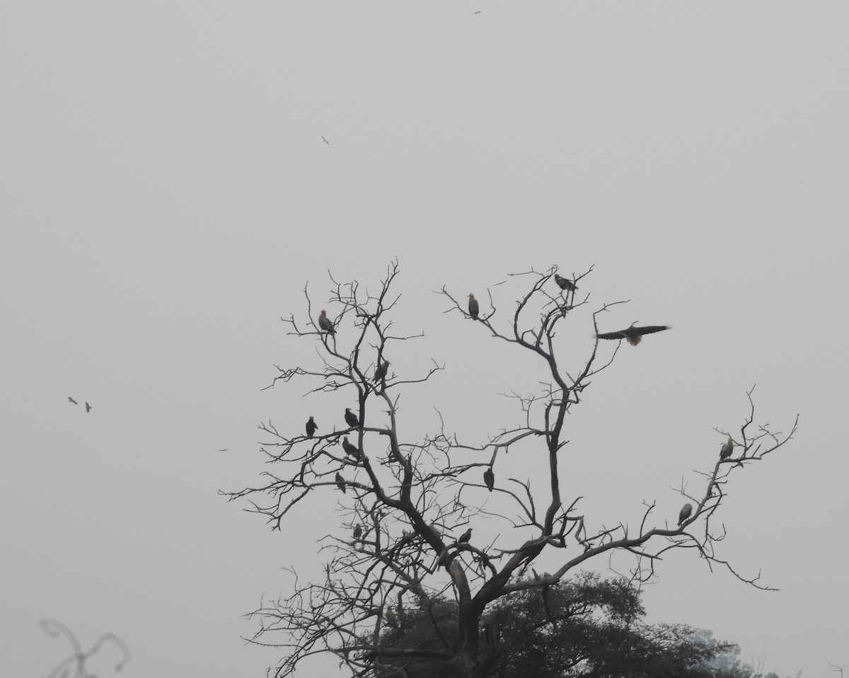 Egyptian Vulture - Sunil Thirkannad