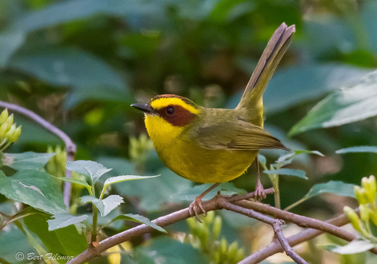 Golden-browed Warbler - ML140914041