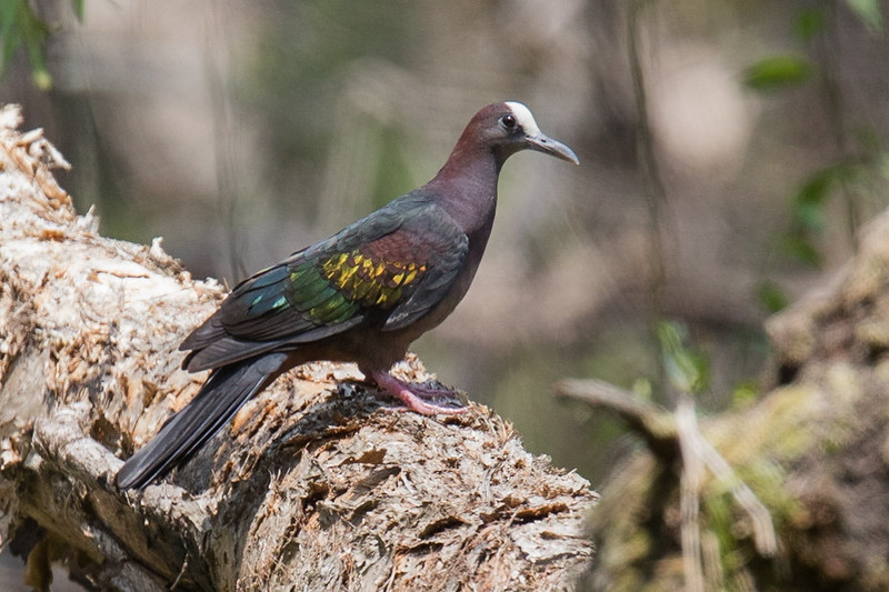 New Guinea Bronzewing - ML140914601