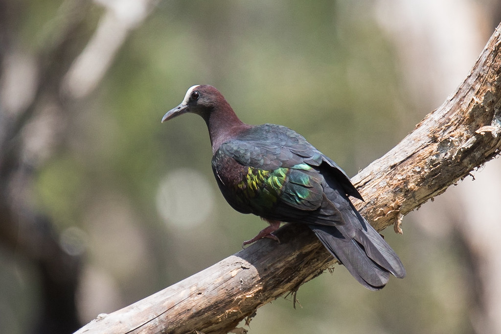 New Guinea Bronzewing - ML140914611