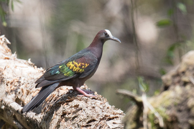 New Guinea Bronzewing - ML140914621