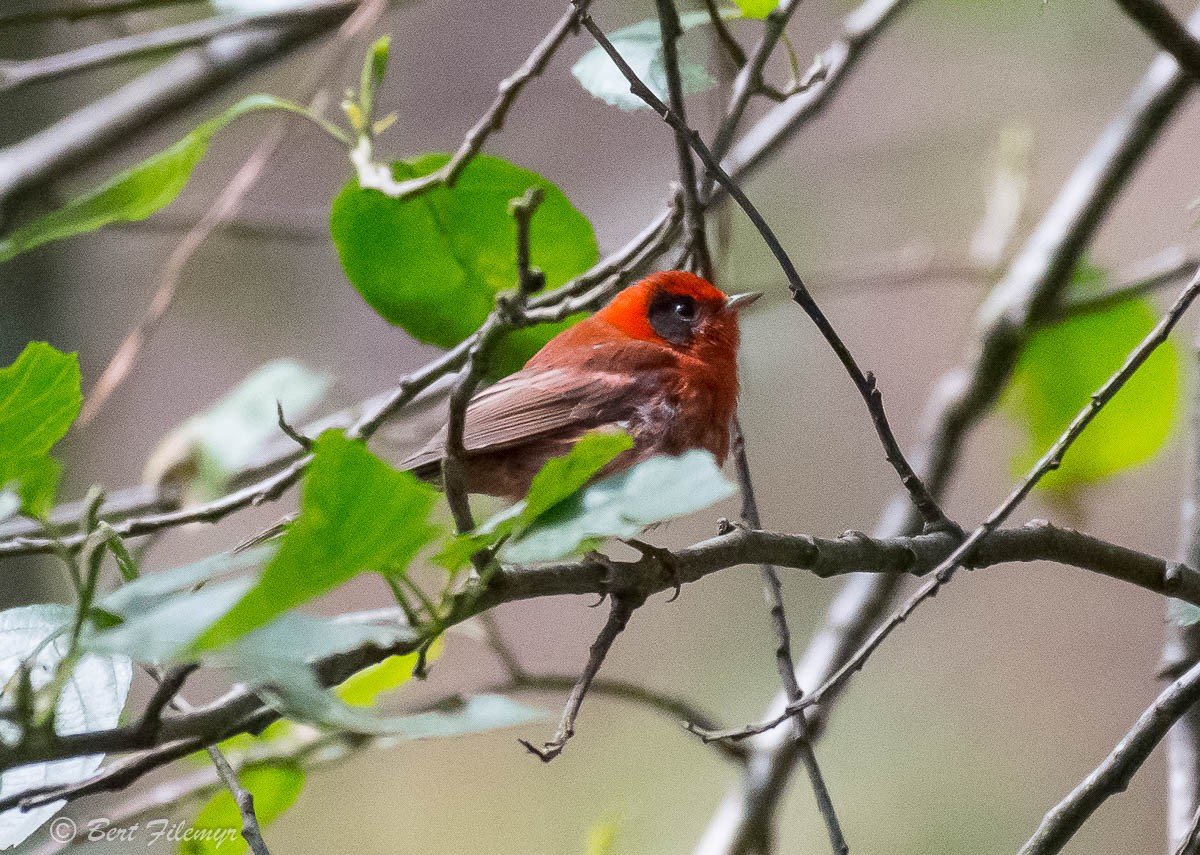 Red Warbler (Gray-cheeked) - ML140914651