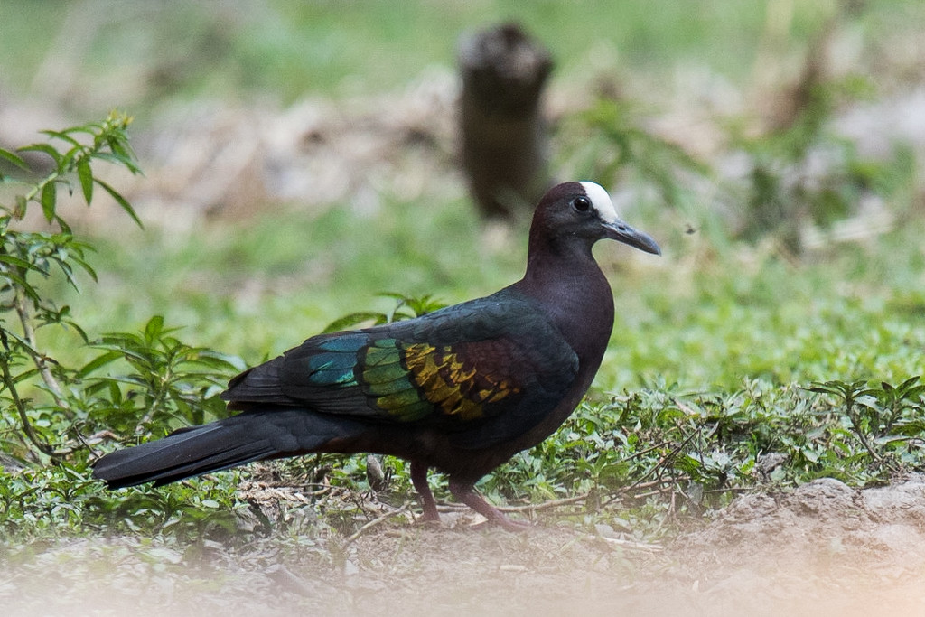 New Guinea Bronzewing - ML140914661