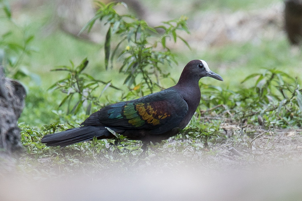 New Guinea Bronzewing - ML140914671