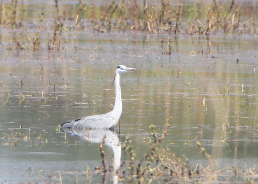 Gray Heron - ML140914711