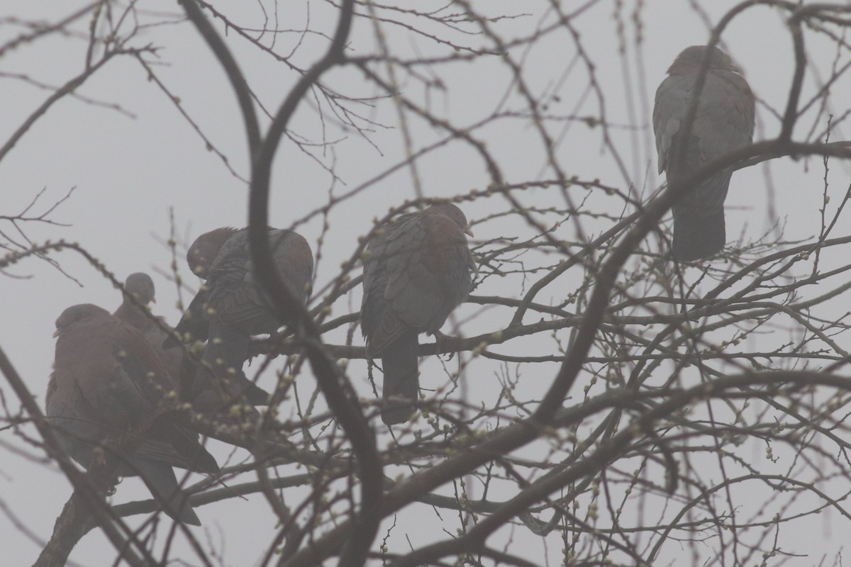 Red-billed Pigeon - ML140914861