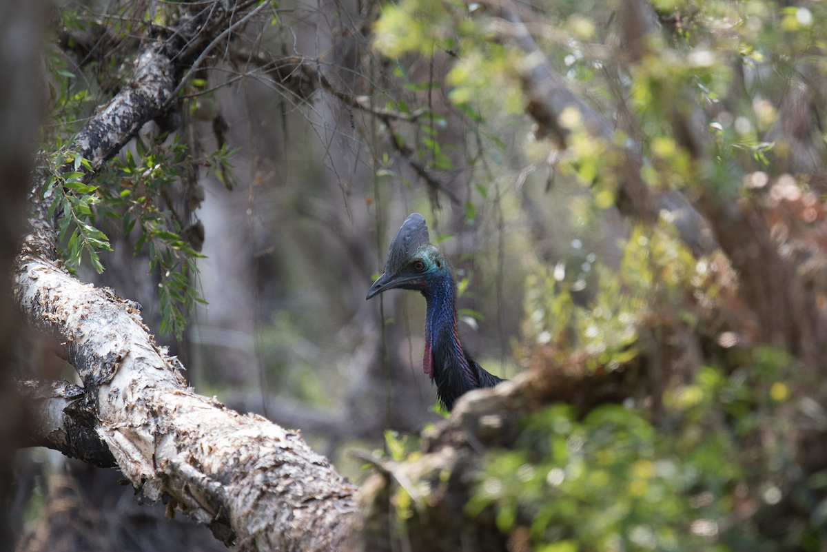 Southern Cassowary - ML140914891