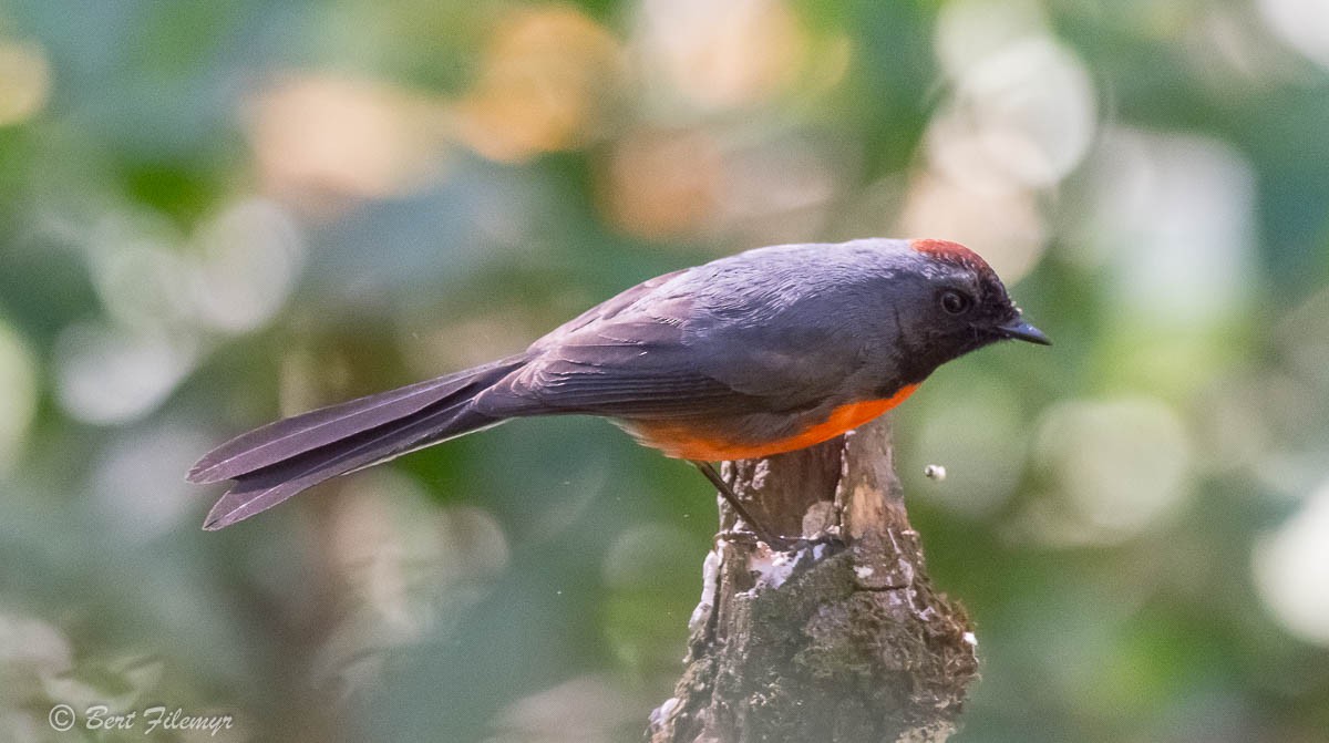 Slate-throated Redstart - ML140914951