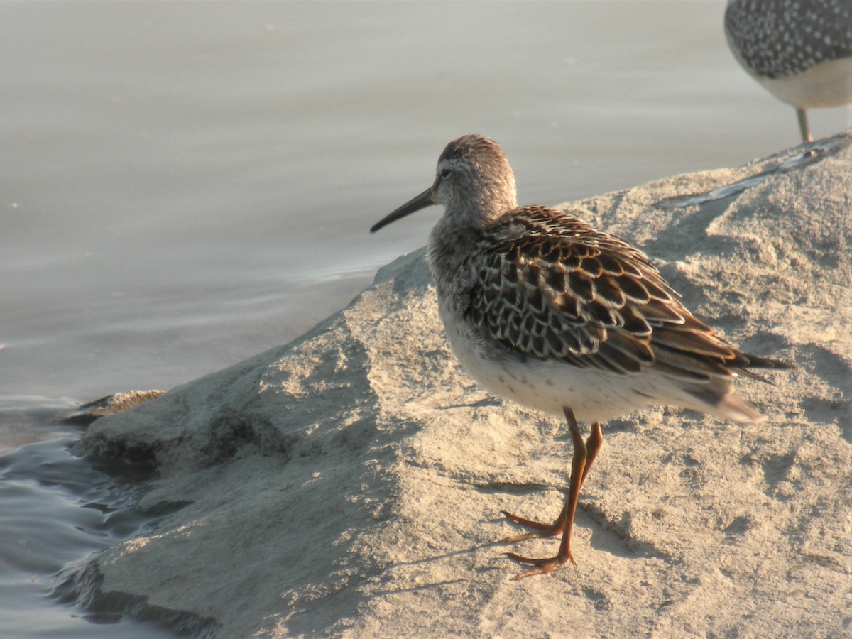 Pectoral Sandpiper - ML140915031