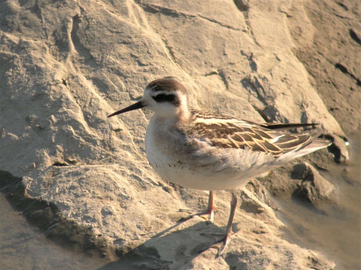 Red-necked Phalarope - ML140915151