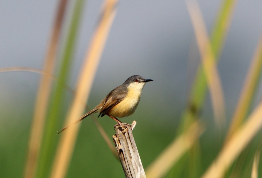 Ashy Prinia - ML140915361