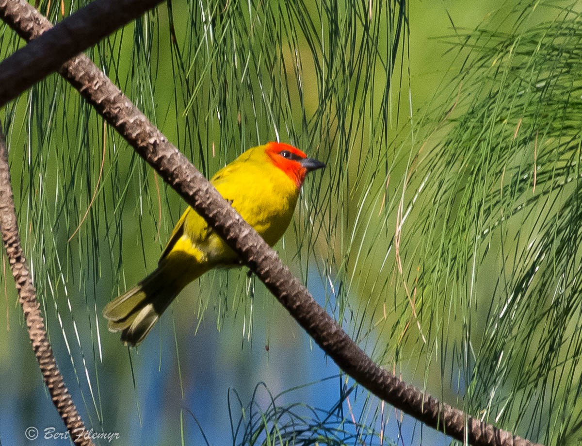 Red-headed Tanager - ML140915371