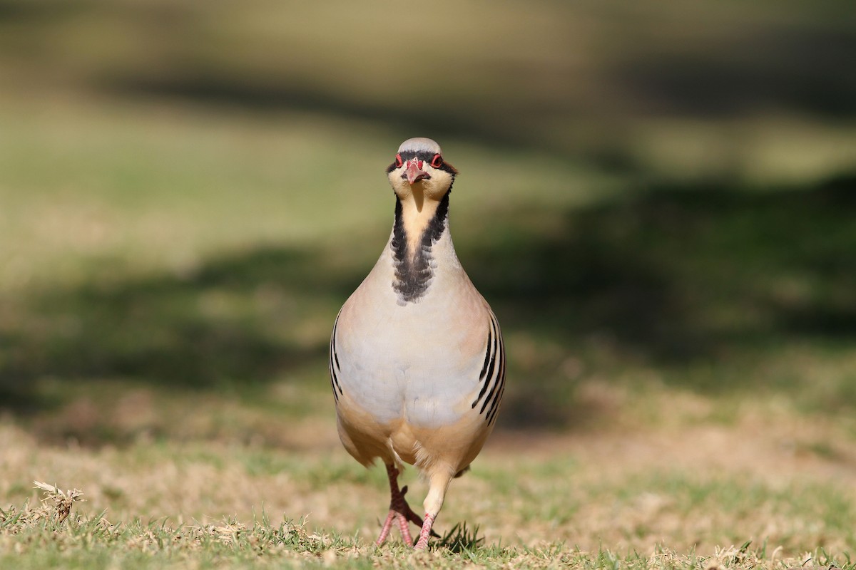 Chukar - ML140916851