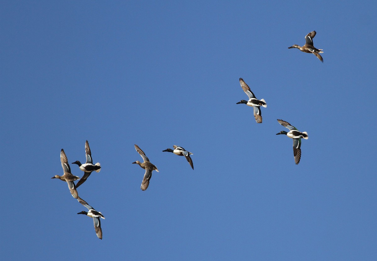 Northern Shoveler - Gerlinde Taurer