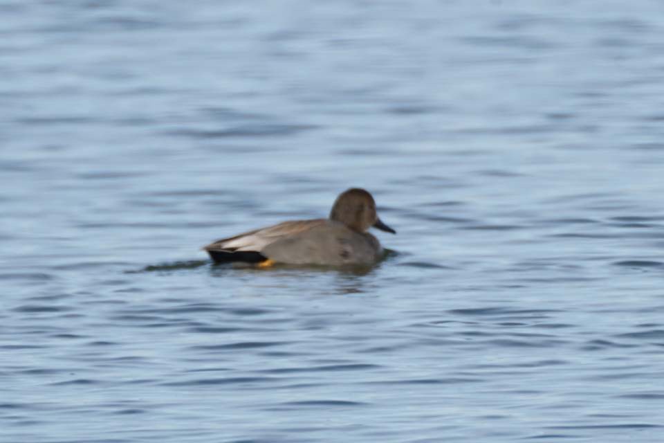 Northern Shoveler - Calvin Rees