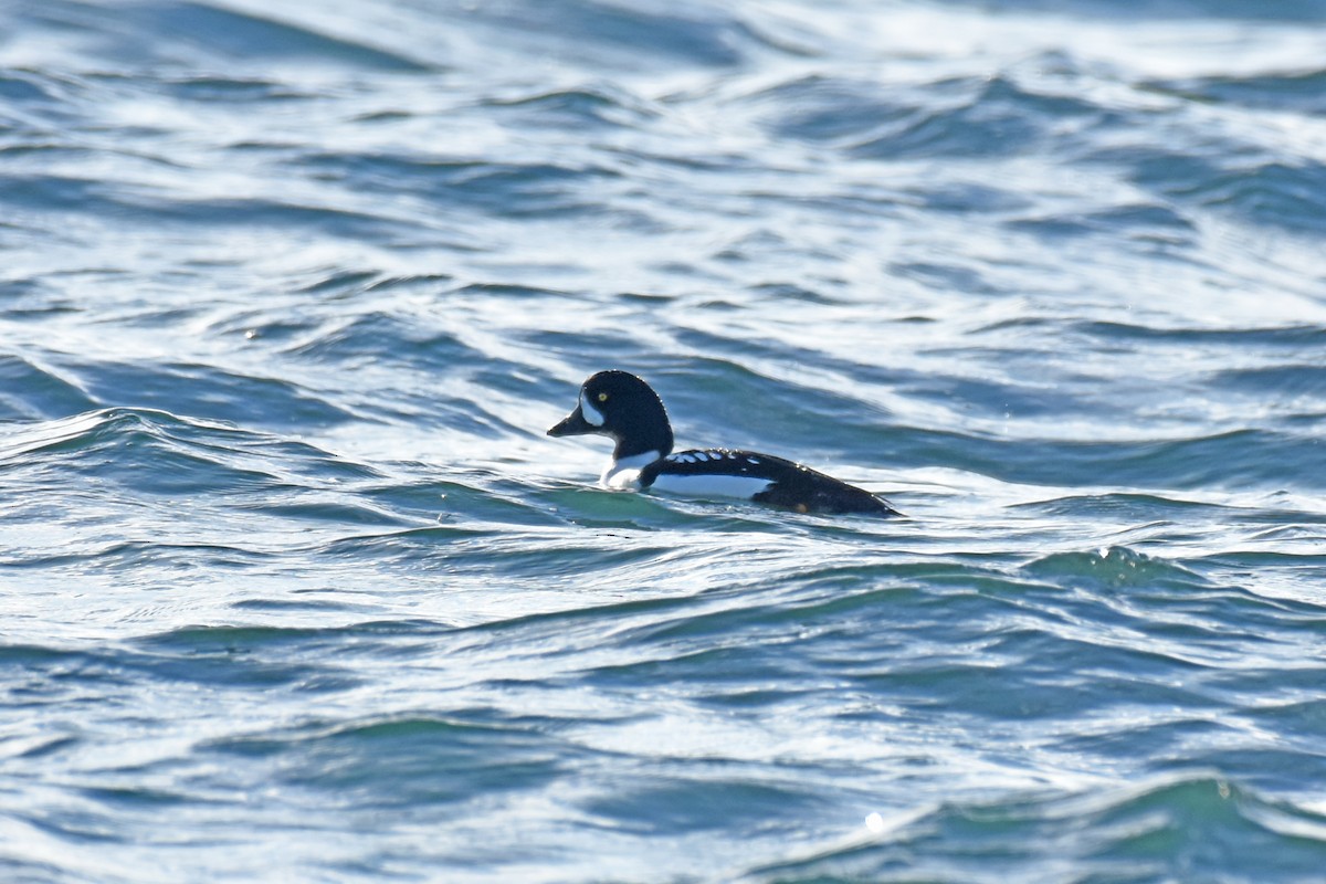 Barrow's Goldeneye - ML140917701