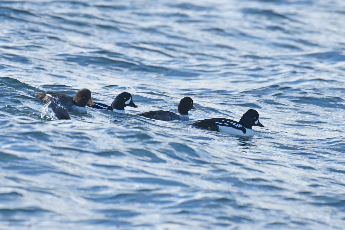 Barrow's Goldeneye - ML140917811