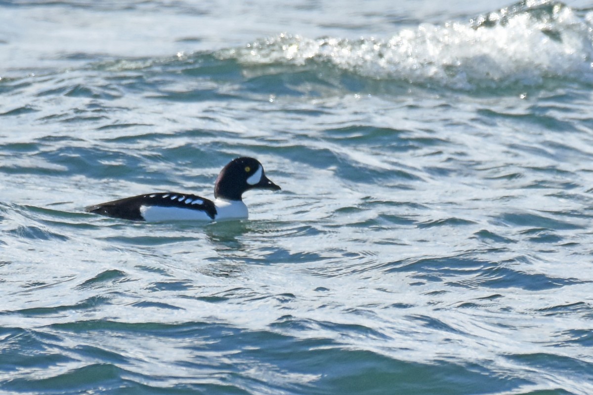 Barrow's Goldeneye - ML140917871