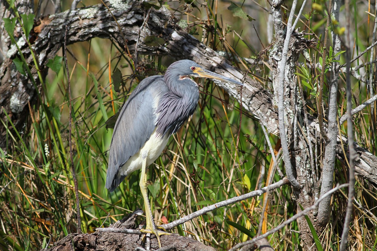 Dreifarbenreiher - ML140917901