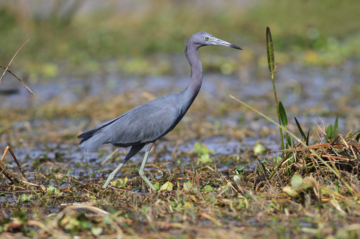 Little Blue Heron - ML140917921