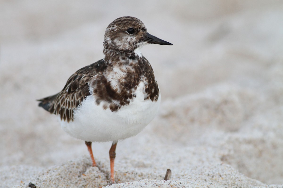 Ruddy Turnstone - ML140917961