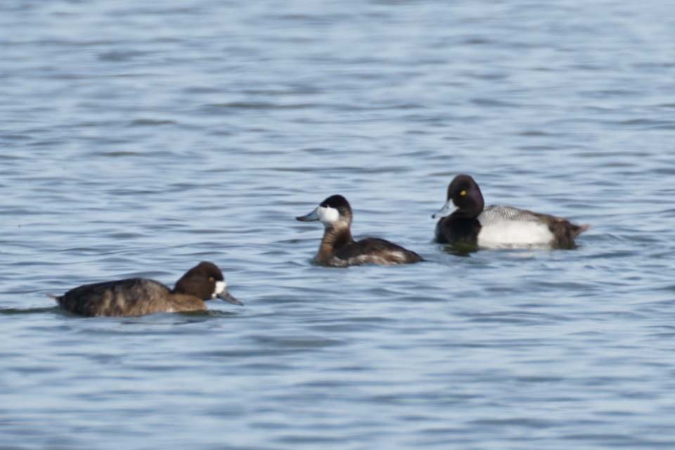 Ruddy Duck - ML140918151