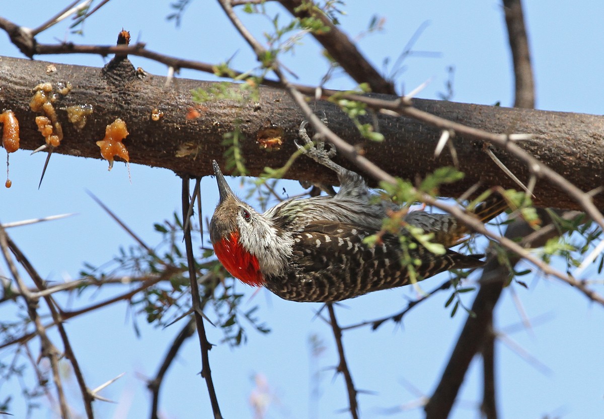 Cardinal Woodpecker - ML140918731