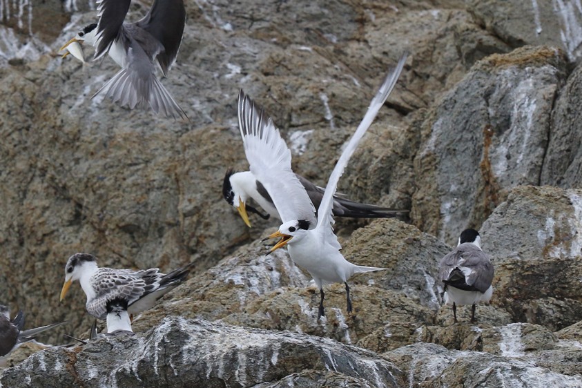 Chinese Crested Tern - ML140919731