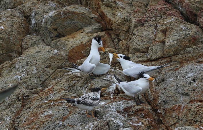 Chinese Crested Tern - ML140919741