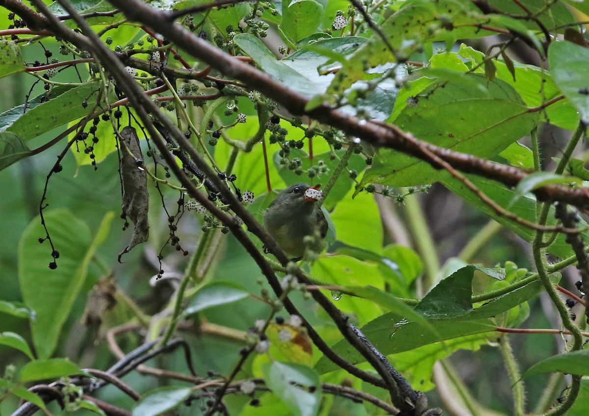 Picaflores Ventrinaranja - ML140920511