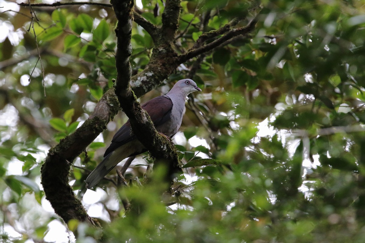 Dúcula Dorsicastaña - ML140920531