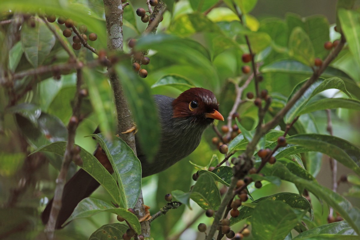 Chestnut-hooded Laughingthrush - ML140920541