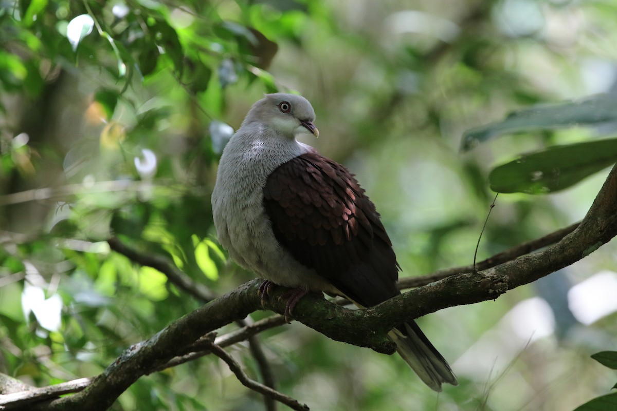 Mountain Imperial-Pigeon - Gerlinde Taurer