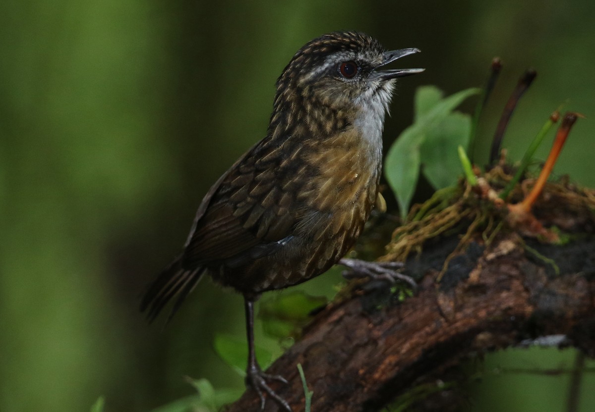 Mountain Wren-Babbler - ML140920751