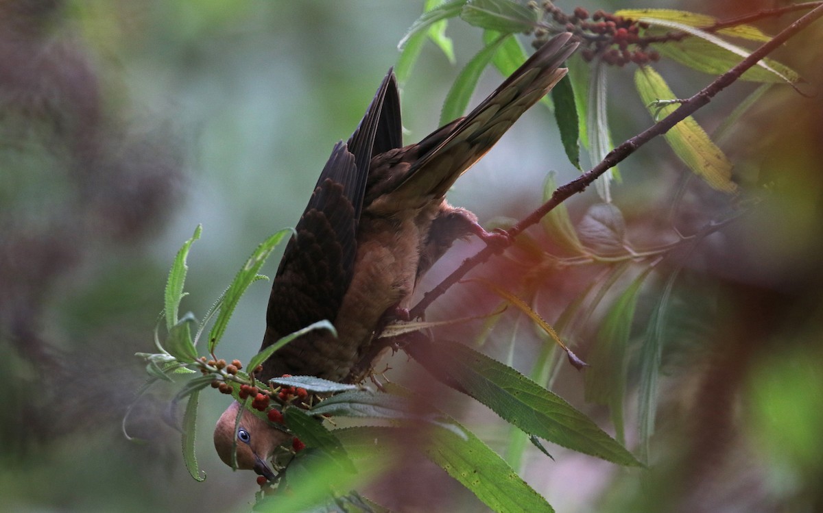 Little Cuckoo-Dove - ML140920791