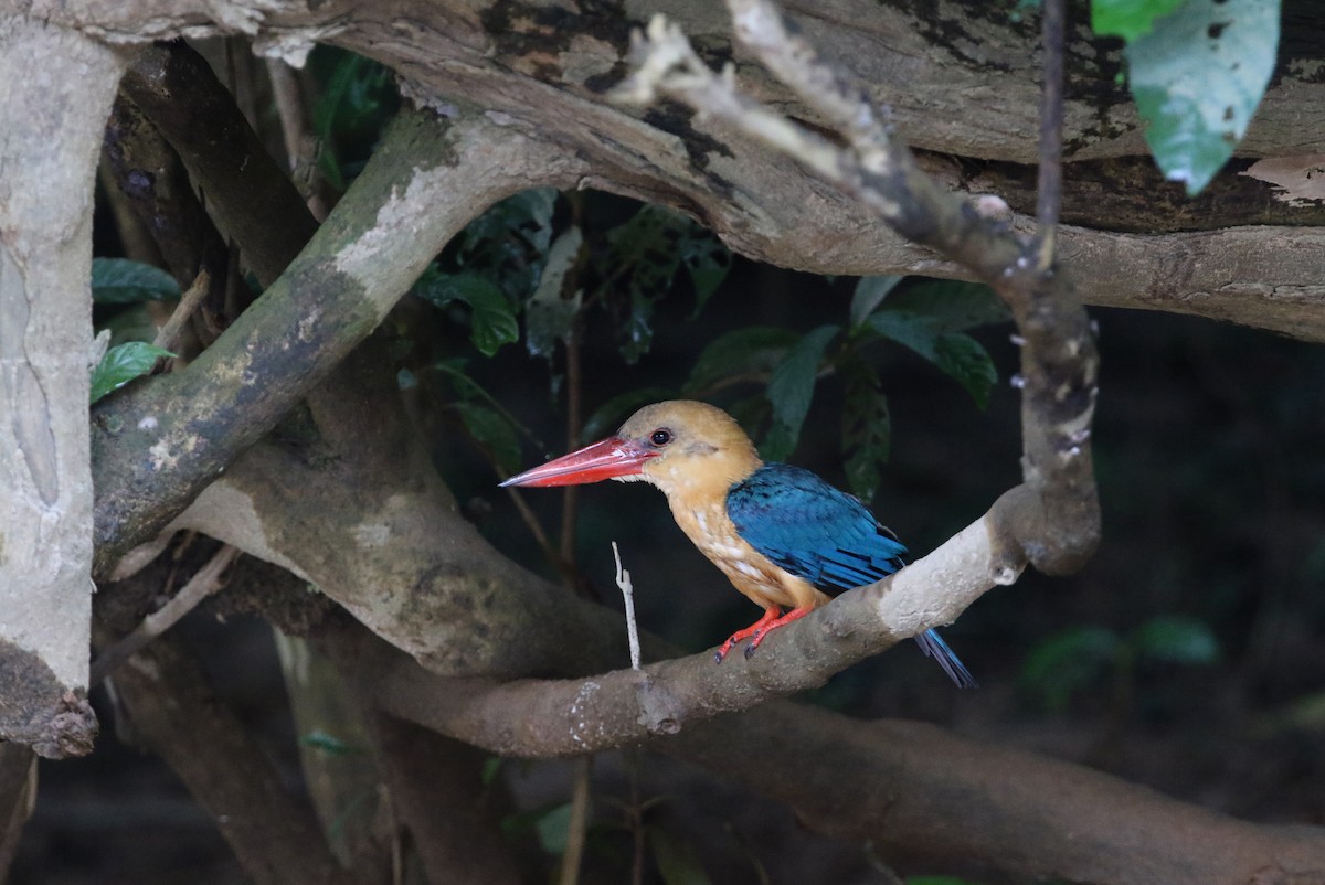 Stork-billed Kingfisher - Gerlinde Taurer