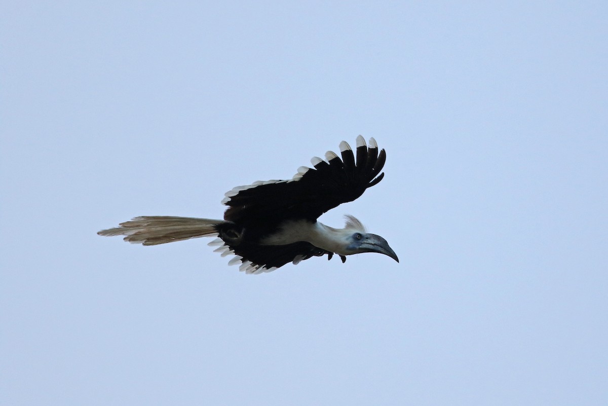 White-crowned Hornbill - ML140921061
