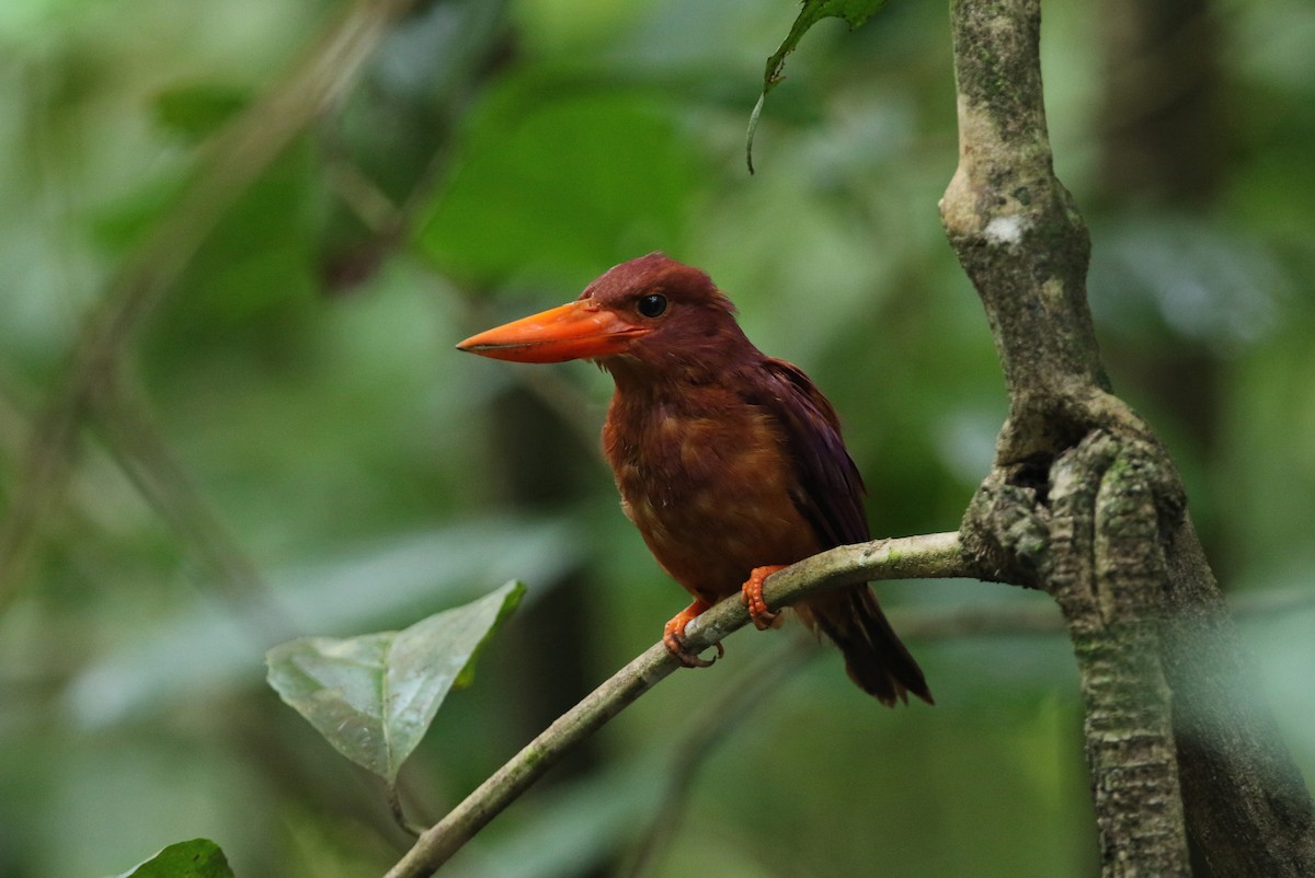 Ruddy Kingfisher - ML140921171