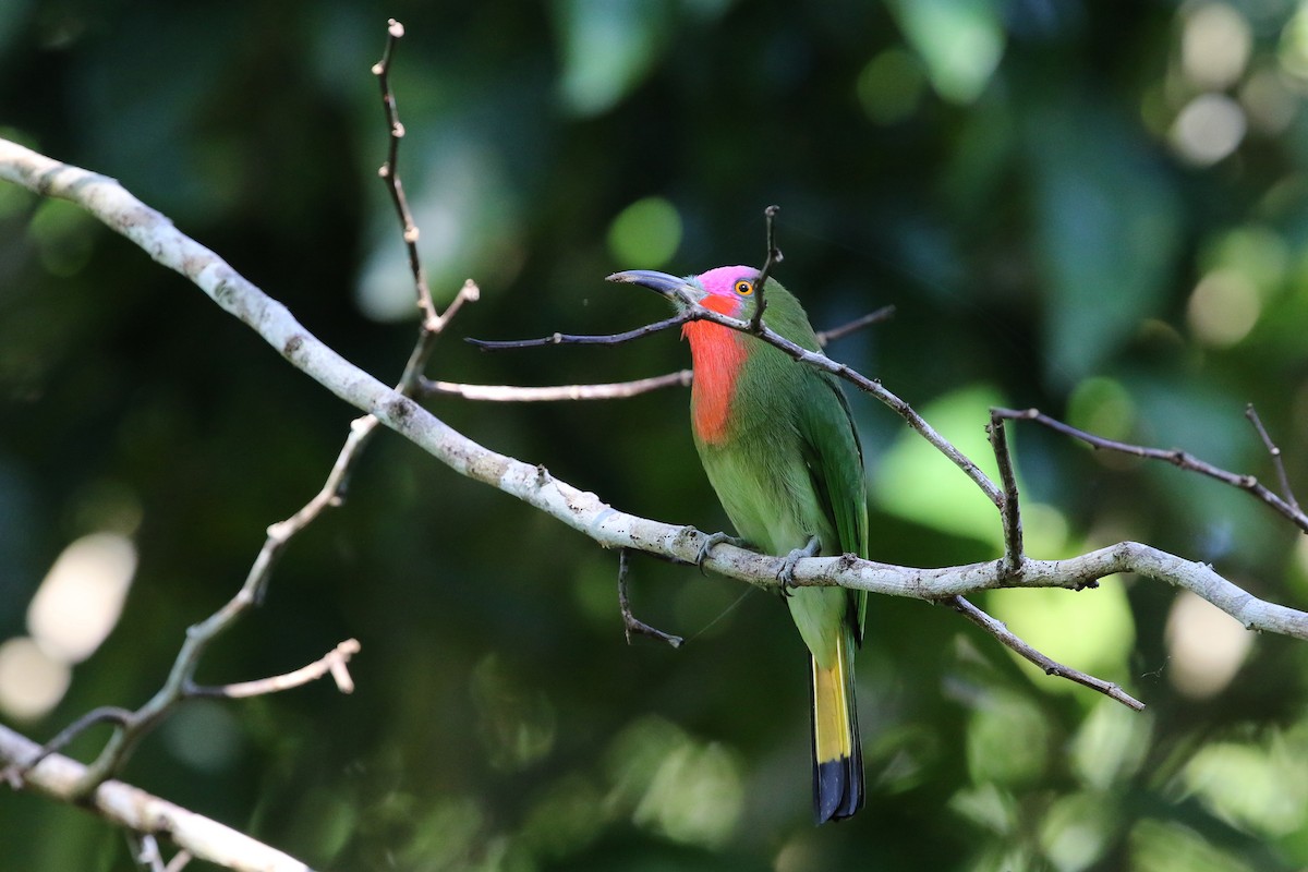 Red-bearded Bee-eater - ML140921251