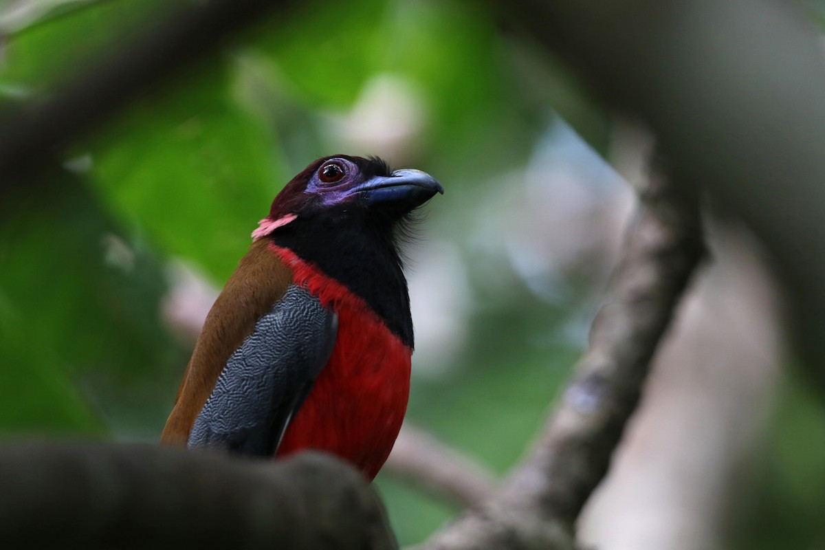 Diard's Trogon - ML140921611