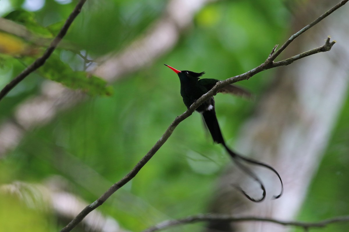 kolibřík červenozobý - ML140921731