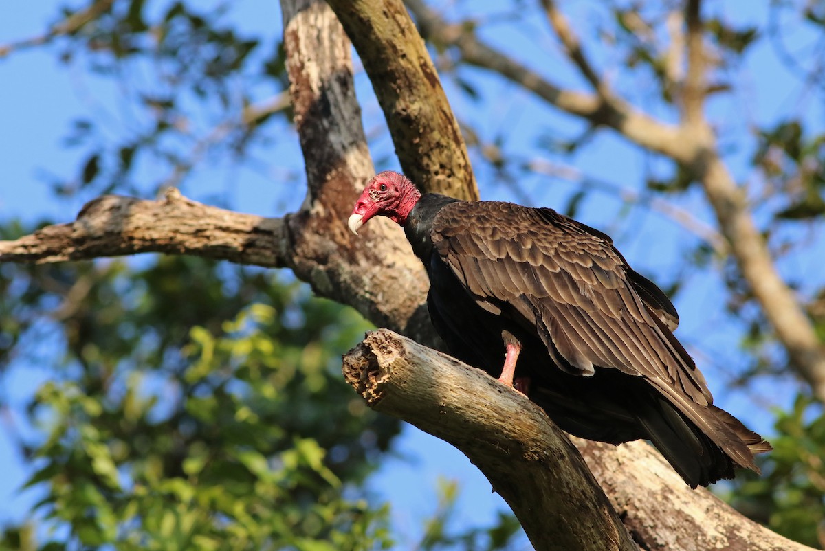 Turkey Vulture - ML140921751