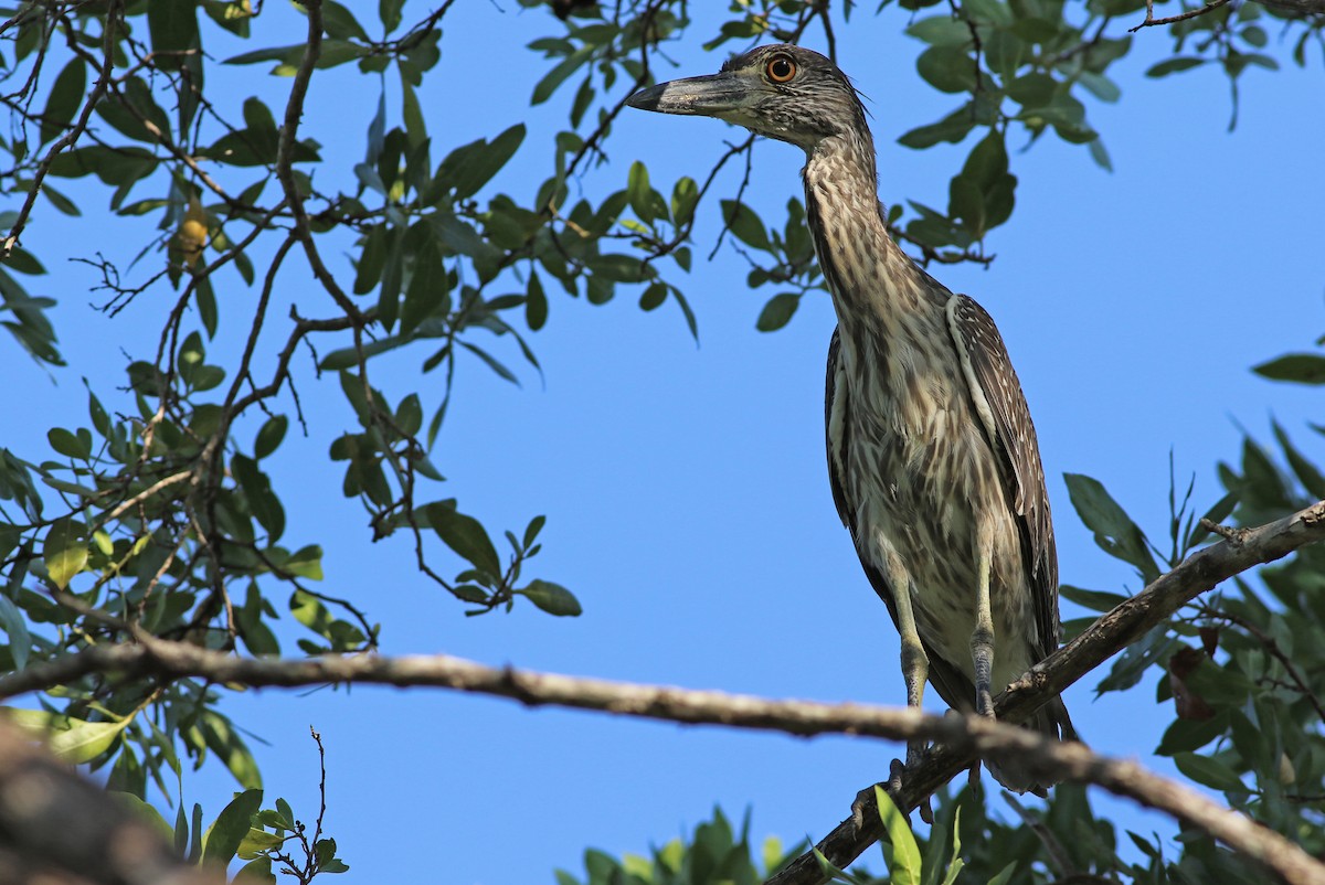 Yellow-crowned Night Heron - ML140921811